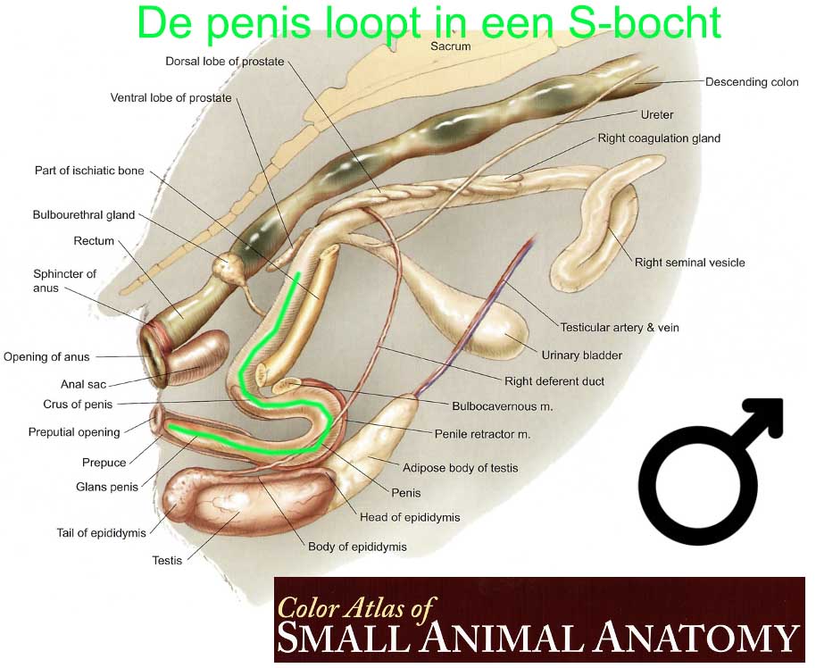 Bij de mannelijke cavia loopt de urethra - de penis in een s-bcht